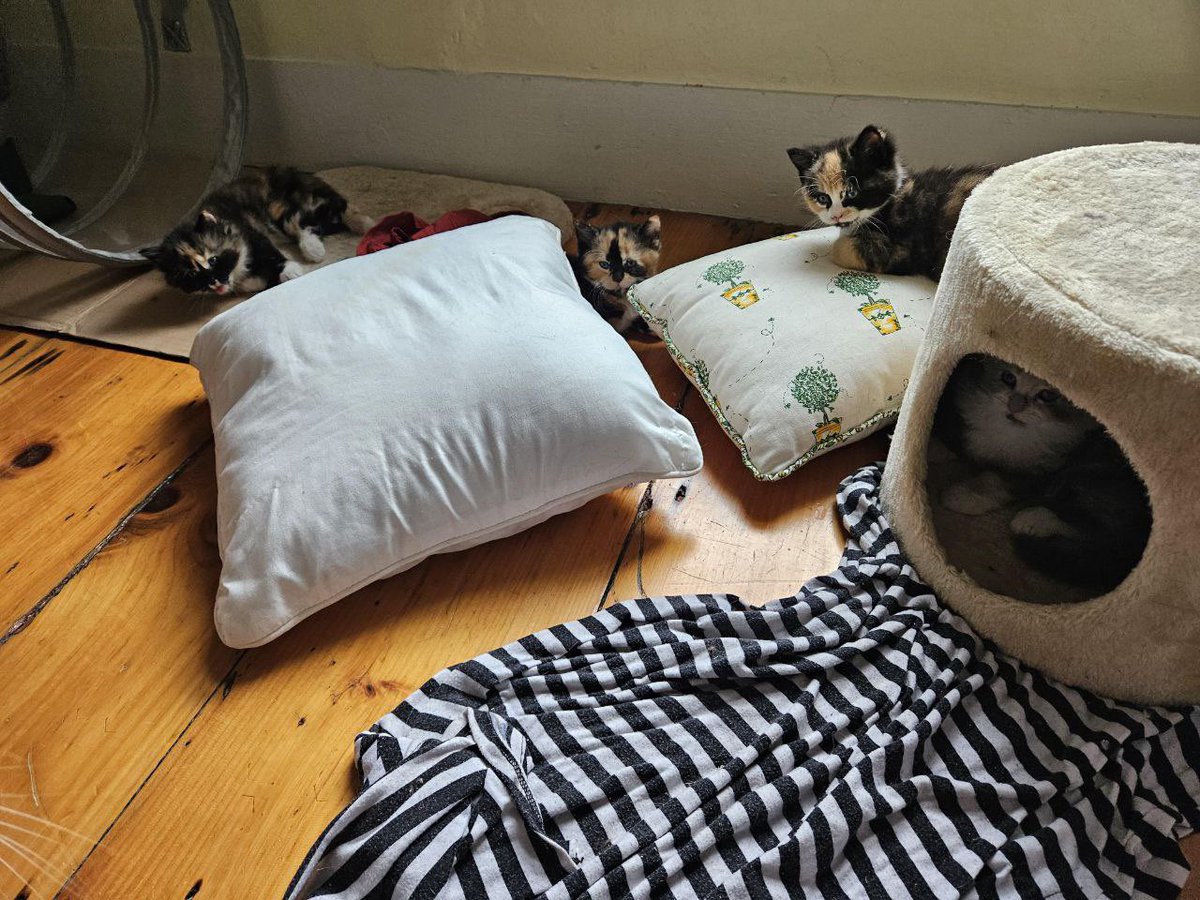 felixlevi46's tweet photo. 😺😸😺 https://t.co/d69Xar4fG8