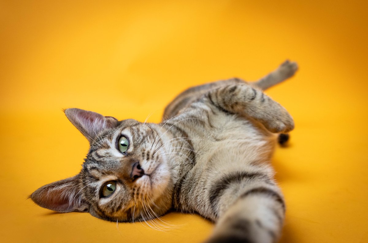 Esta genial gatita es Laura Jane Grace (ID de animal: 26528). 🐱 ¡Le encanta la atención y se acurrucará junto a Mew! Si estás buscando un gatito para alegrarte el día, Laura Jane Grace es tu pareja perfecta. ❤️ INFORMACIÓN DE ADOPCIÓN: bit.ly/3xNg4dp