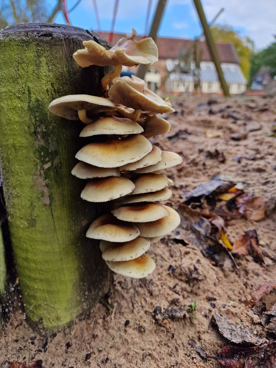Spotted at Oak House this week! Join us and expert @lukaslarge & explore the grounds in our Fungus Foray this Sunday (5th November) 11-2pm. House open, crafts & trails available & tea room open. 🍄 

#toadstool #mushroom #fungus #oakhousemuseum #sandwellmuseums #westbromwich