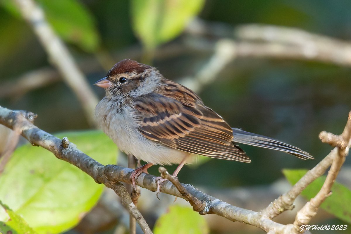 A little Chipping Sparrow all fluffed up this chilly November afternoon. All the birds were fluffed today with a high of 50 degrees.
#TwitterNatureCommunity #NaturePhotography #naturelovers #birding #birdphotography #wildlifephotography #chippingsparrow