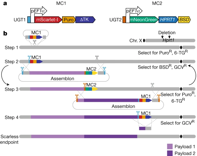Out in @Nature! @WEIMINZHANG6 and the @DarkMatterDNA team developed an efficient method to (biallelically) overwrite the mouse genome with any DNA🧬Huge step to mammalian SynBio. Oh, they also made a COVID-19 mouse model🤧 nature.com/articles/s4158…
