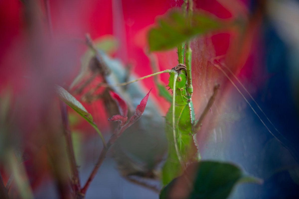 PtDefianceZoo's tweet photo. We also have giant thorny phasmids, or jungle nymphs! Phasmids belong to the order “Phasmatodea”. The Greek “phasm” meaning phantom, alludes to the cryptic coloring and camouflage of members of the order; stick insects can resemble sticks, leaves, or twigs. #stickinsectday https://t.co/1IvLdA7qlg