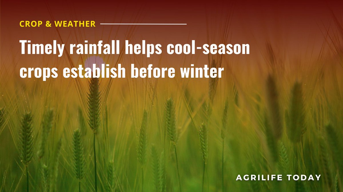 txextension's tweet photo. Recent rainfall and cooler temperatures allowed producers across the state to plant cool-season crops and get root systems established before winter, said a Texas A&M AgriLife Extension Service expert. #CropAndWeather #TexasReport
View the full report: https://t.co/tthlhg6zTr https://t.co/00SRTYM6DO