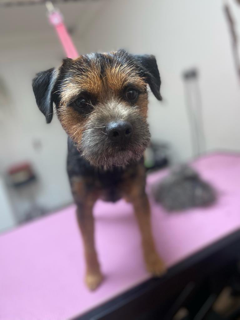 Hi pals hoomum took mez to da lady who nicked me coat today ,she trimmed me man bits ,the imbarisment,hoomum says I look stunning now and I smell nice 😊 Not fur long 🤭😝🤭😝#btposse #dogsoftwitter #borderterrier #doggroomer #dog