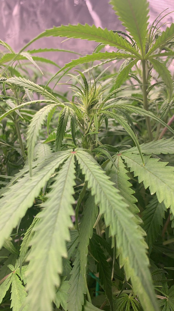 StonerScouts's tweet photo. Good morning, troop!! I hope everyone is having a decent week
✌🏻💜🌈🍄🌸
#StonerScouts #Troop420 #StonerLife #Stoner #Cannabis #Weed #Marijuana #SmokeWeedEveryDay #CannabisCommunity #CannaFam
#CannaLand #420friendly #420life
#WeedLife #CannabisHeals https://t.co/3zI90dheFL