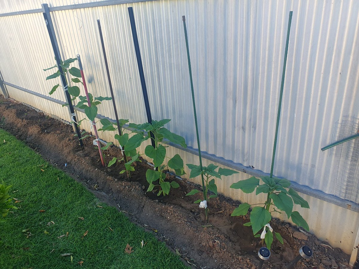 Sunflowers are making progress 😍

#sunflowers #backyardgardener