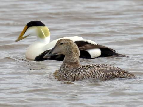 dictionarypod's tweet photo. The male #Eiderduck has a really sleek but odd color pattern. White top & black bottom? That’s opposite from most animals.
#duck #ducks #eiderducks #birds #birds #thedictionary #words #podcast #dictionary #wordnerd #podcasting #books #geeky #nerd #word #dailypodcast #edutainment https://t.co/rYThUJ9QnT