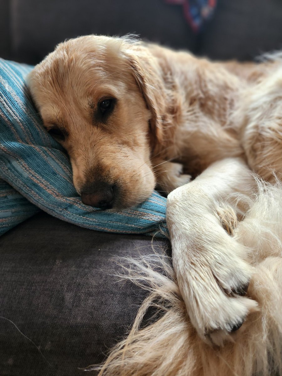 CourtHaw's tweet photo. Patrick had to have an impromptu bath this morning after rolling in the mud 🤦🏼♀️ a little bit of snow on and off here today but no accumulation...yet ❄️🌨❤️ #goldenretrievers #goldenpatrick #bathboy #dogsoftwitter https://t.co/w7aUFuuFpI