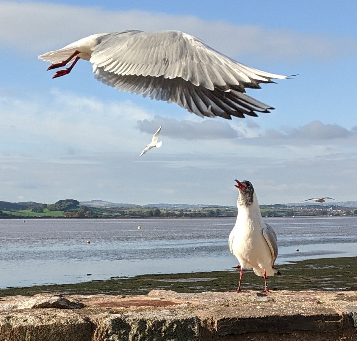 I took this at Lympstone in Devon. You've got to admire wings. #MyBirdPic