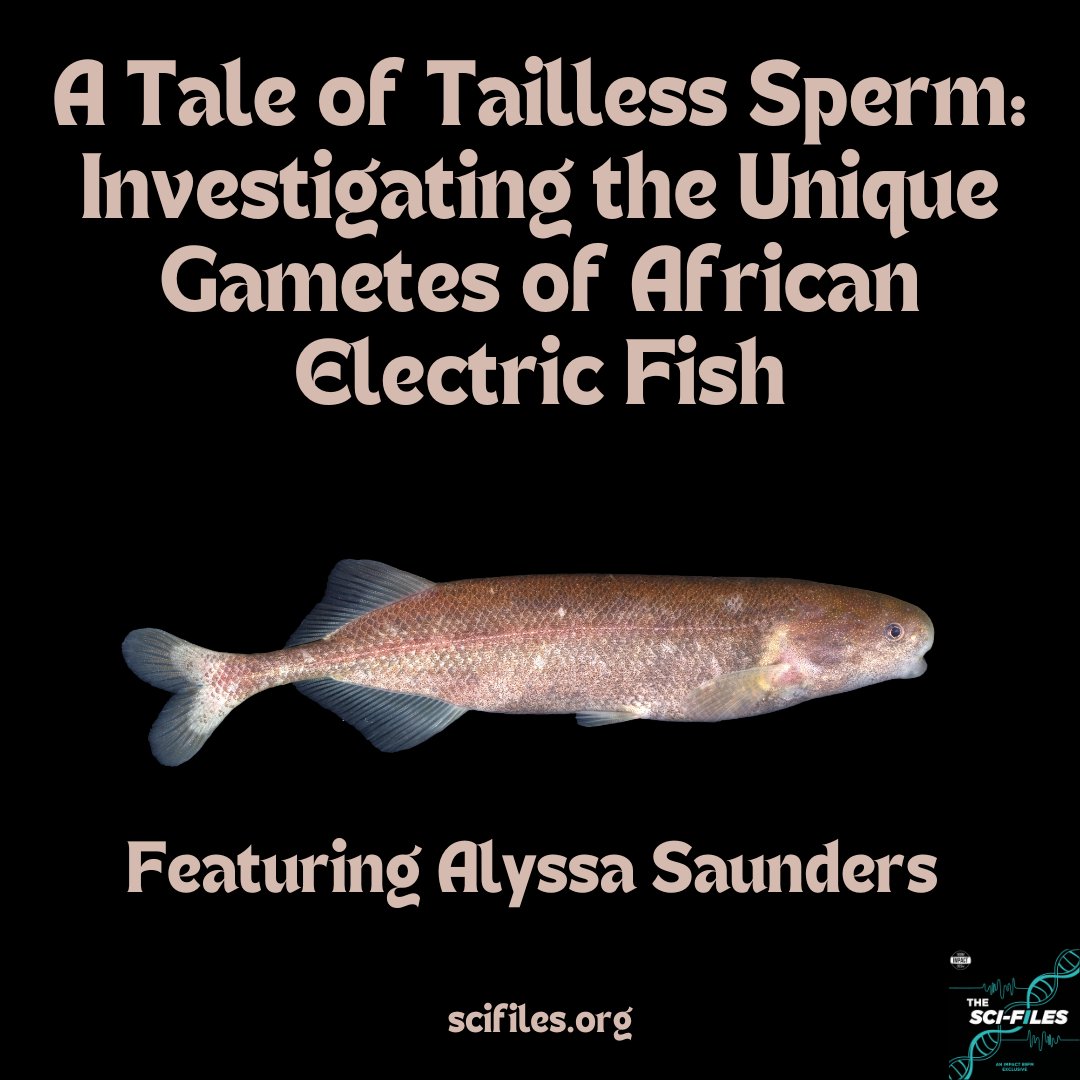 The Sci-Files tweet media