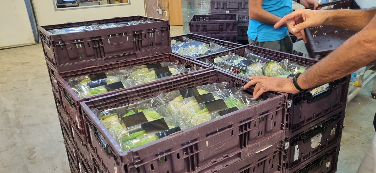 Proud to take a day off from the lab and work as a farmer in picking crispy, amazing lettuce in southern Israel. We must support those badly affected by the Oct 7th terror atrocities. #StandWithIsrael