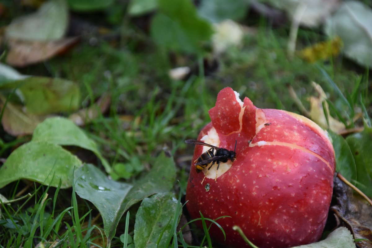 guymaugerguy's tweet photo. Le frelon asiatique gros amateur de pommes, très présent à #StDizier https://t.co/a0YhRB3V5l