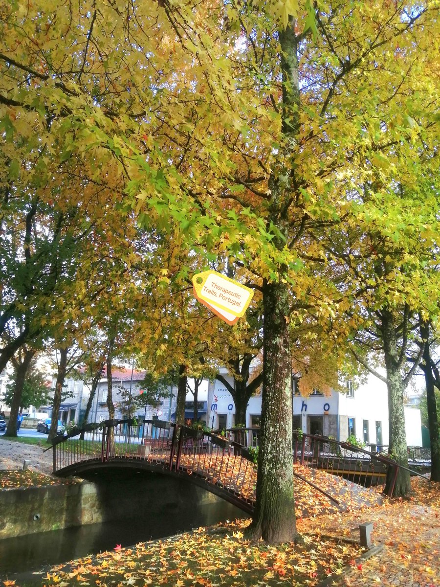 theurapeutic's tweet photo. #Happy #November! 🌧️☔🍁🍃🍄🍂
#PovoaDeLanhoso #Portugal https://t.co/BmqLcVd3Zm