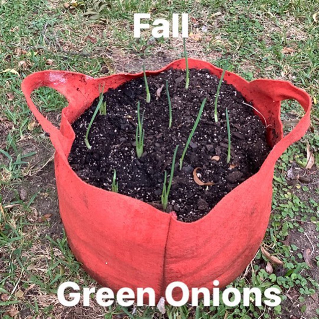 Home Gardening With Pete's Fall Green Onions in a Smart Pot Fabric Planter🧅🧡

Check out his Mandarin Orange Smart Pot with cut handles! They make it easy to move around and will not crack from the cold.

Fall in love with your own Smart Pot &amp; use code SMARTPOTPETE for 10% off