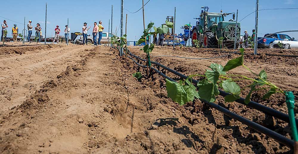 Washington wine grape growers will reap long-term benefits from a long-term soil health research vineyard planted with federal, state and industry support. @wa_state_wine - <a href="/WSU_IAREC/">WSU Prosser IAREC</a>  - @WSU_SoilHealth
goodfruit.com/hansen-decades…