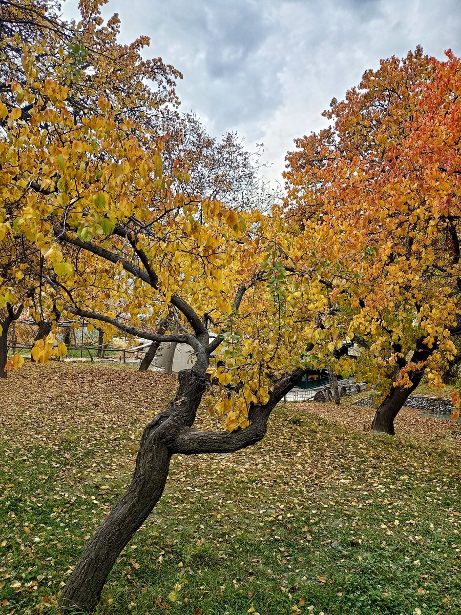 Royal colors of Autumn at Royal Garden Altit Fort Hunza. Travel to witness the unmatched beauty of Autumn in Hunza Valley. 
#hunza #Travel #travelphotography #Autumn #tourism #GilgitBaltistan #photooftheday