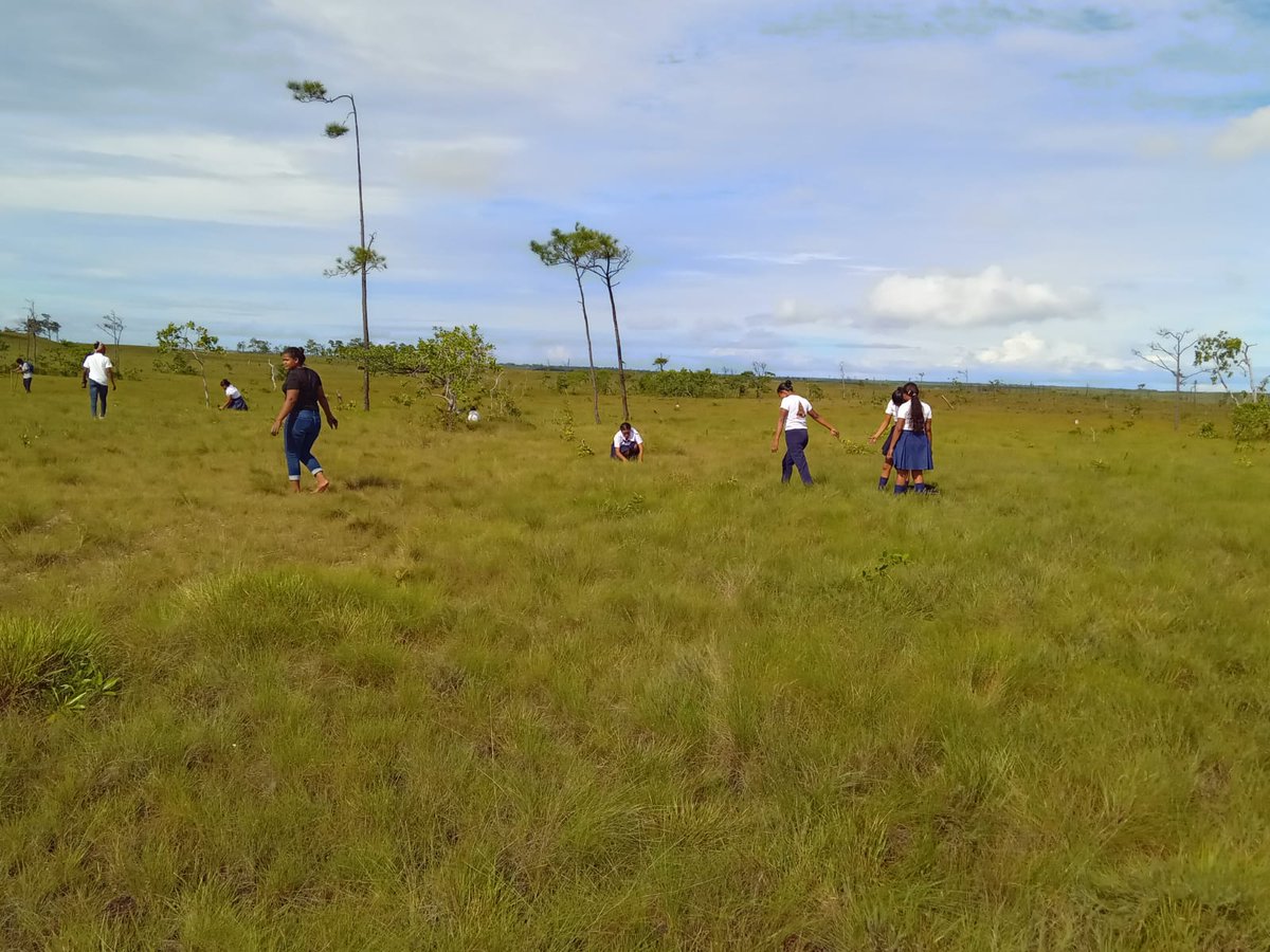 MarenaNicaragua's tweet photo. Con la cantidad de 1,500 plantas forestales, llevamos a cabo jornada de reforestación en la comunidad Tuapi, en coordinación con el #CADPI, #MINED y Estudiantes de la Costa Caribe Norte.
#VerdeQueTeQuieroVerde
#Nicaragua
#MARENA
#AmorAlaMadreTierra https://t.co/KLiJEALRJN