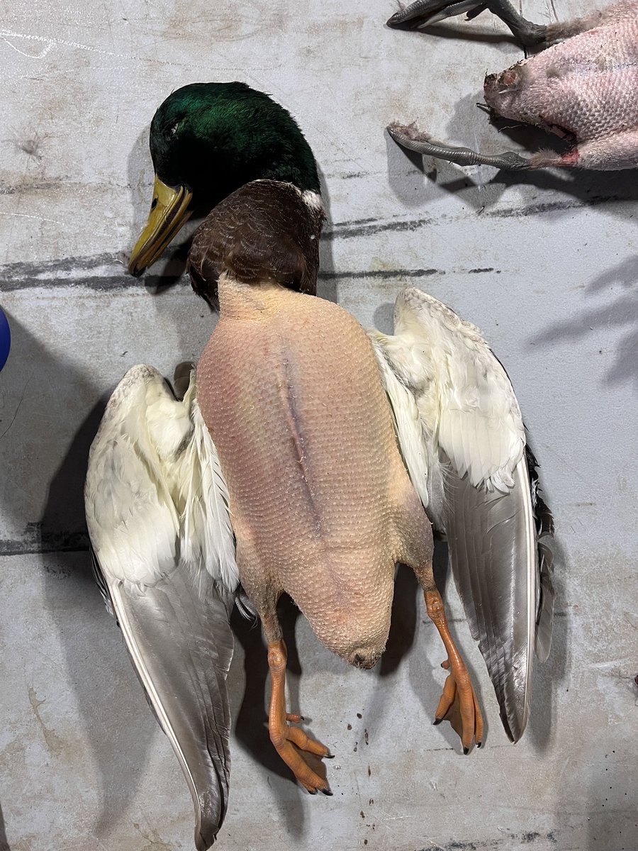 Danielleprewett's tweet photo. I don’t think I’ve ever seen a more beautifully plucked mallard. This will become our Christmas dinner #wildgame #duckhunting #greenhead https://t.co/vGnJDQUHjR