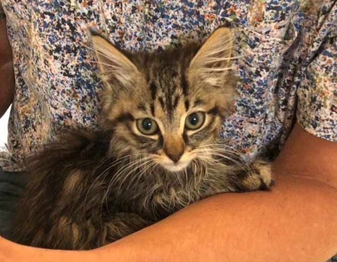 Cats and Kittens tweet media