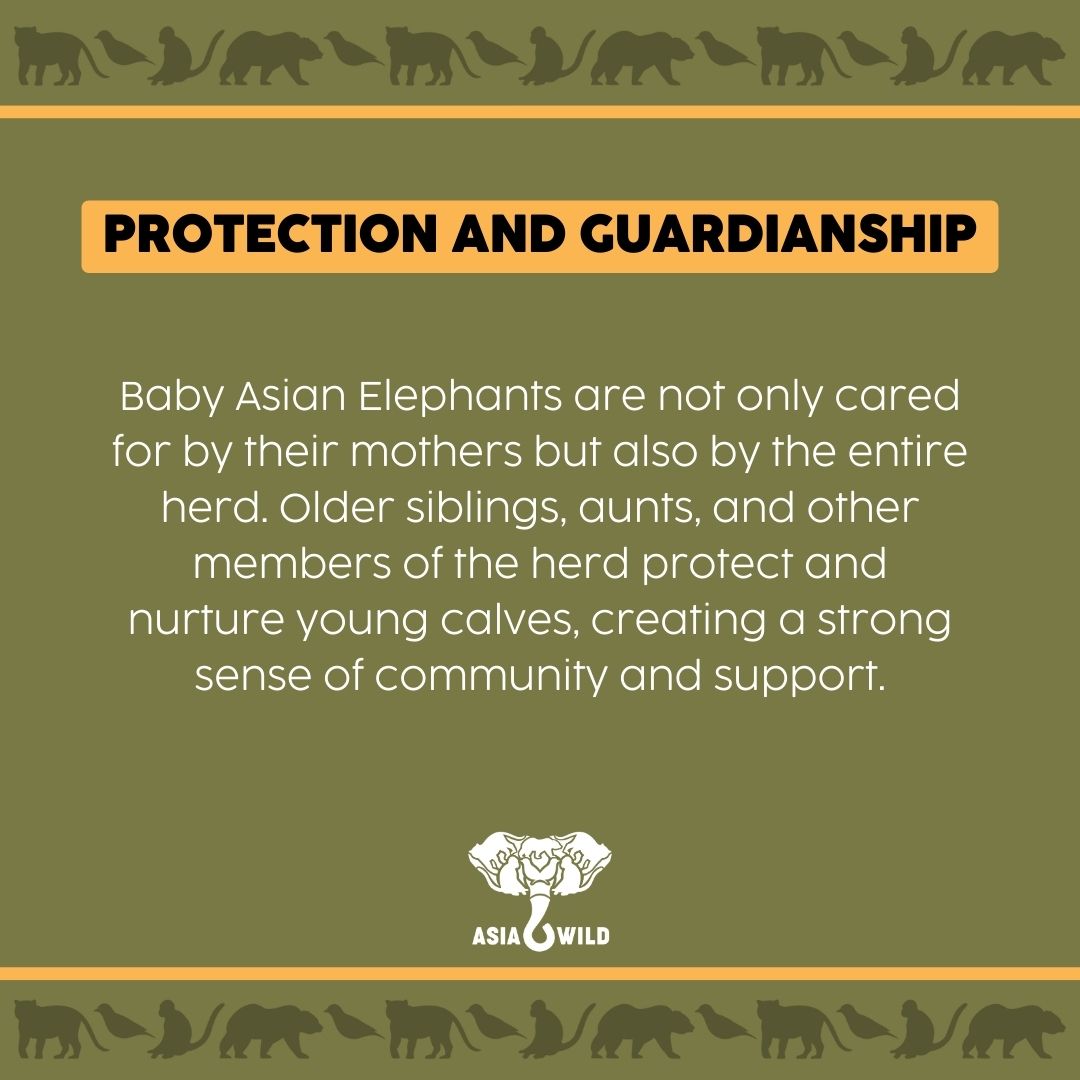 Learn more about one of our favorite animals, #AsianElephants! Specifically baby Elephants or calves. 🐘

#AsiaWild #ConservationNonprofit #WildlifeConservation #WildlifePreservation #BabyElephant #BabyAnimals #ElephantConservation