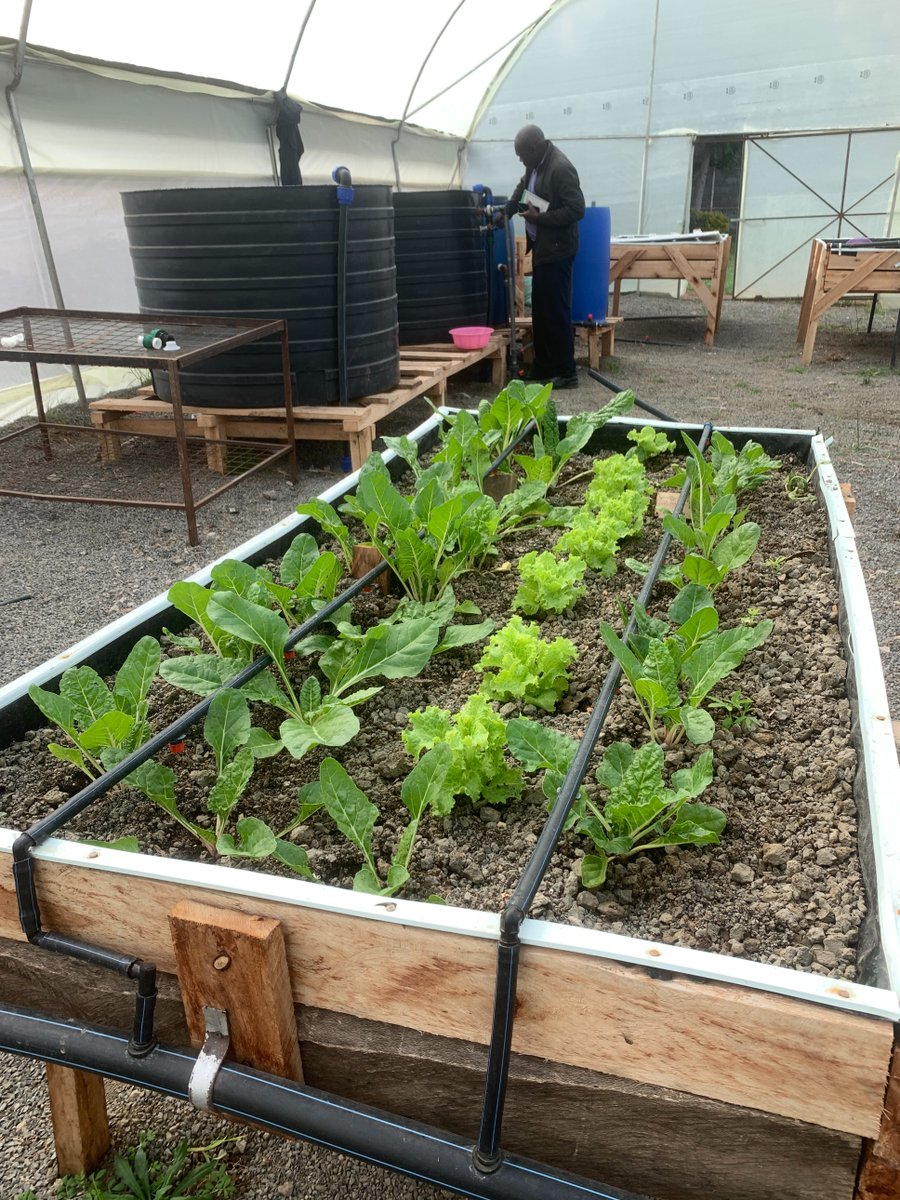 Exciting News from Egerton Living Lab! Our First Harvest of Lettuce and Spinach Is Almost Here!
