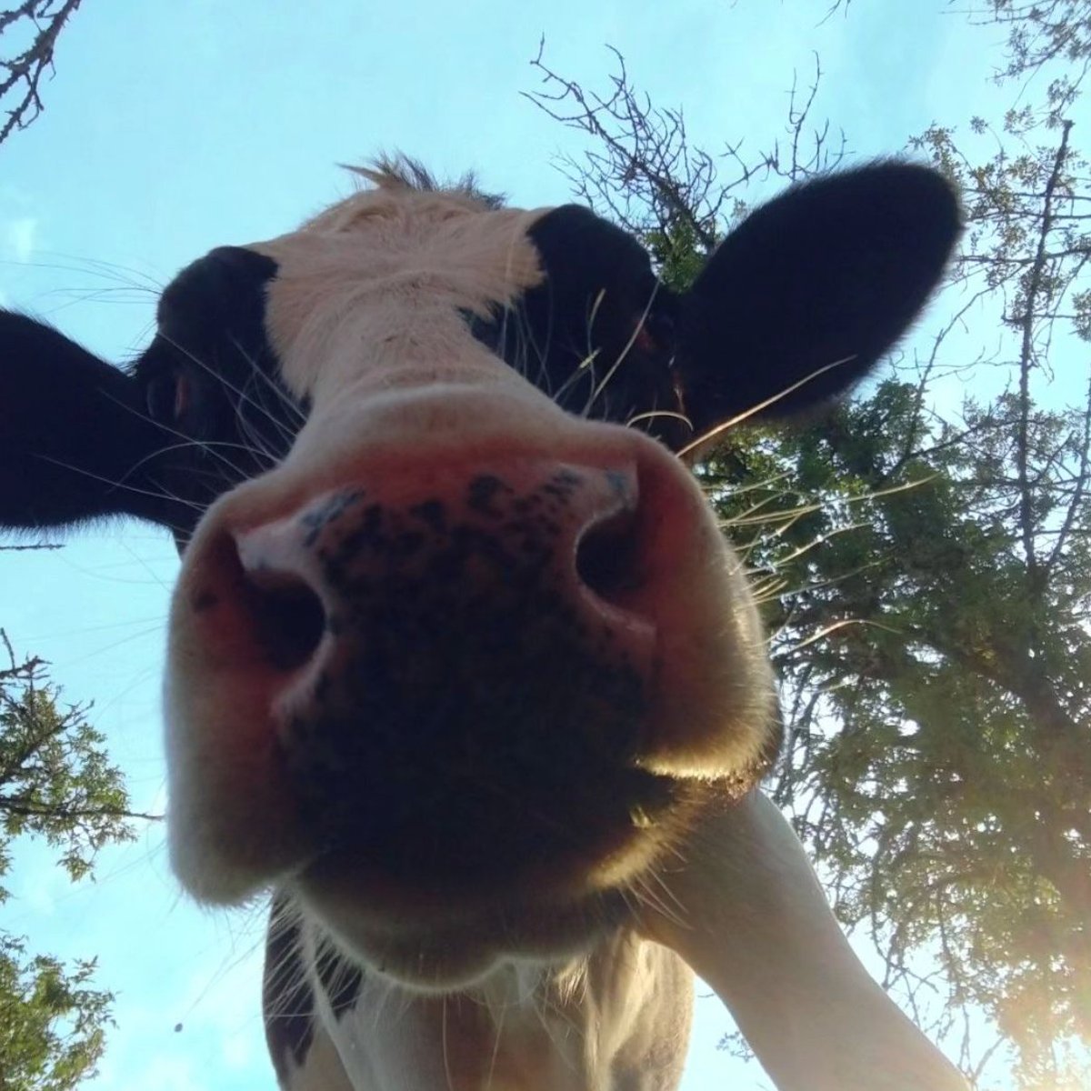 📅 9th November 2023
🐮 Milo
🏷️ Instagram/welcomehomeanimalsanctuary
💕 #animaloftheday