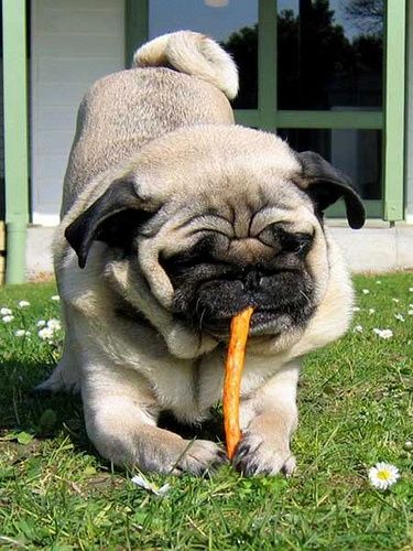 gmeposhpug's tweet photo. This happiness consisted of nothing else but the harmony of the few things around me with my own existence, a feeling of contentment and well-being that needed no changes and no intensification. ~Hermann Hesse #pugquotes #contentment #Hesse https://t.co/Jw1Fyvs1ML