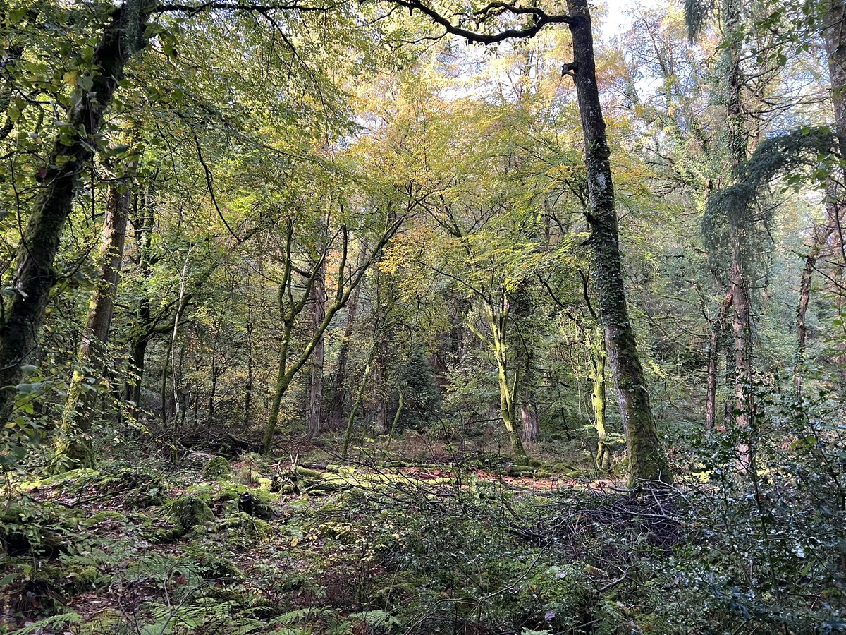 Beautiful woodland walk on Dartmoor this afternoon.