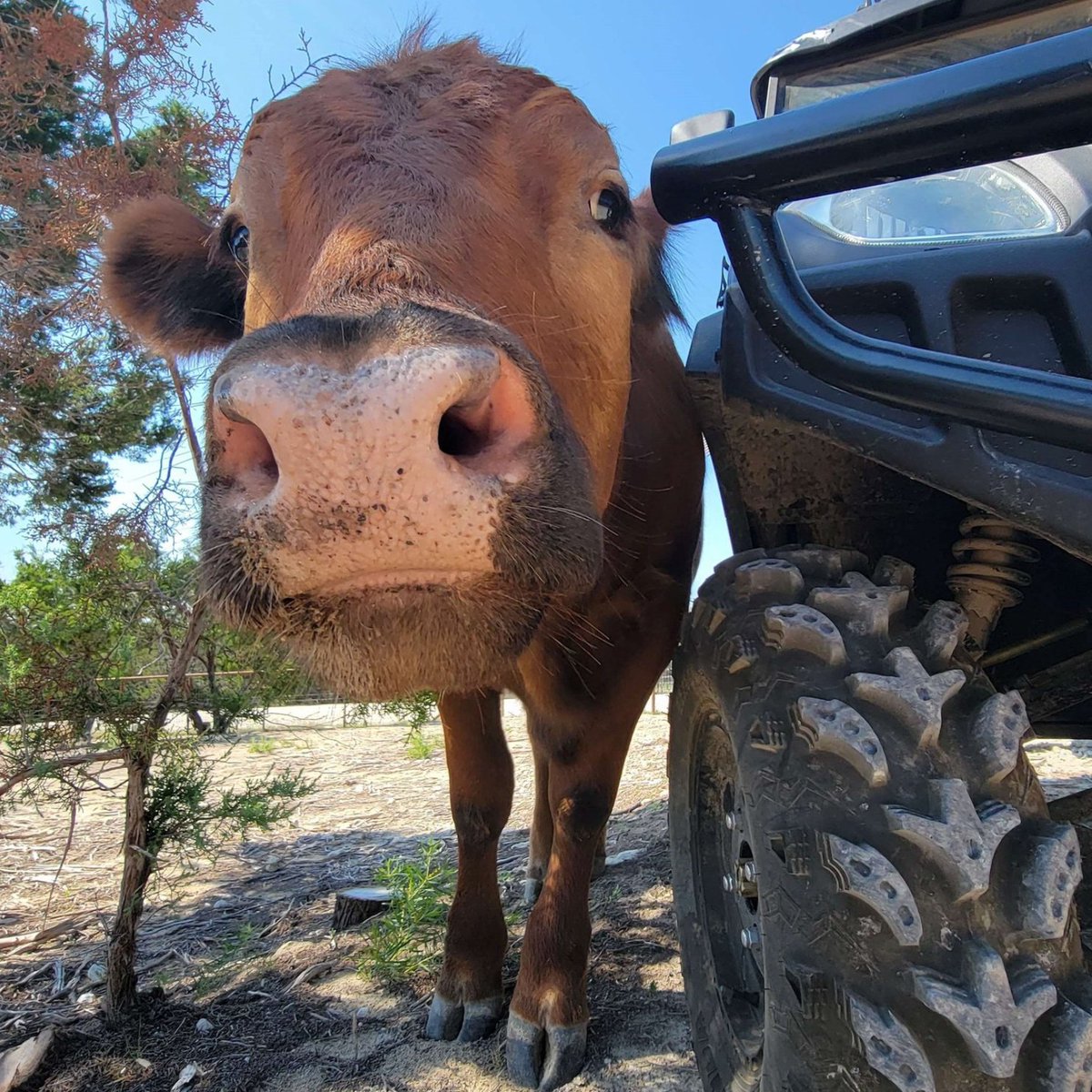 📅 10th November 2023 🐮 Winnie 🏷️ Instagram/alveussanctuary 💕 #animaloftheday