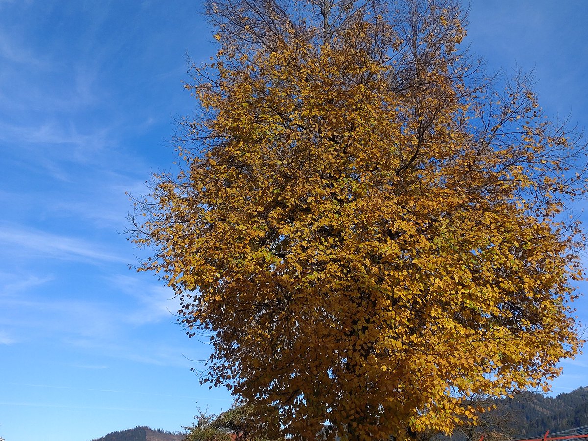 cheerssu's tweet photo. Altweibersommer zu Allerheiligen #herbstliebe #November1st #steiermarkliebe
@StormHour @ThePhotoHour https://t.co/CqBmIlcOq4
