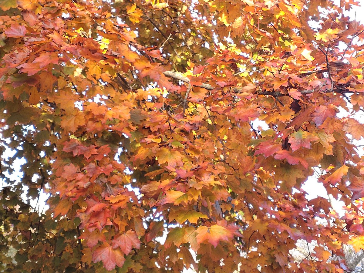 cheerssu's tweet photo. Altweibersommer zu Allerheiligen #herbstliebe #November1st #steiermarkliebe
@StormHour @ThePhotoHour https://t.co/CqBmIlcOq4