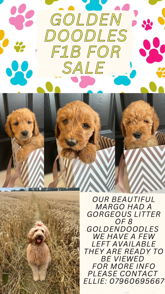 3lliebrooks's tweet photo. Goldendoodle Puppies for sale 
2 girls and 1 boy available 
If anyone knows anyone looking for a puppy please get in contact 🫶🏻💕 https://t.co/C3BMXGekau