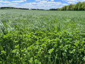 Alfalfa is more than just a plant; it's a regenerative hero! 🌱 Discover how it's capturing carbon and shaping sustainable farming: buff.ly/417e9yt &amp; buff.ly/3EZat8K  🌍 And check out the article from <a href="/hayandforage/">Hay & Forage Grower</a> buff.ly/3s9iYeL #Alfalfa