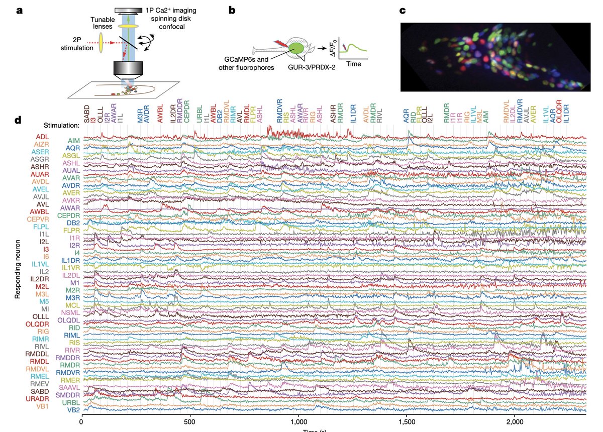 Our signal propagation atlas of C. elegans is now out in <a href="/Nature/">nature</a>! We measure the network’s response to optogenetic stimulation of each neuron in the head, one at a time-- over 23,000 neuron pairs. Congrats to <a href="/francescorandi/">Francesco Randi</a> <a href="/aksharma_118/">Anuj K. Sharma</a> &amp; @DvaliSophie. nature.com/articles/s4158…