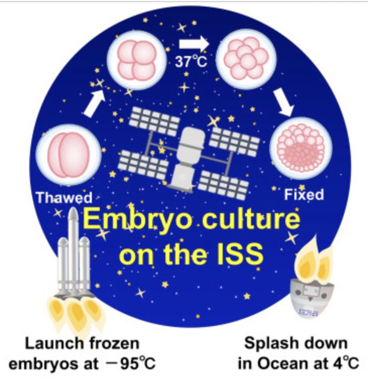 emulenews's tweet image. #iScience Effect of microgravity on mammalian embryo development evaluated at the International Space Station cell.com/iscience/fullt… two-cell frozen mouse embryos were thawed and cultured under microgravity for 4 days show gravity had no significant effect on the blastocyst.