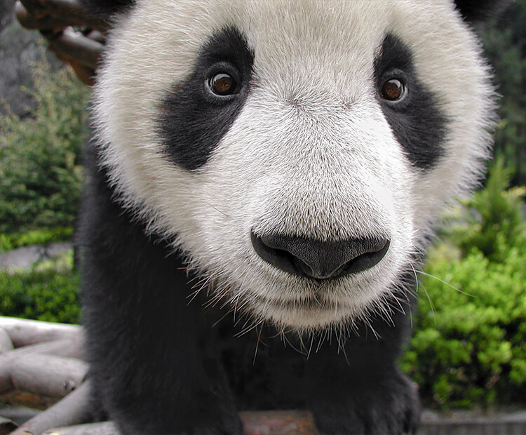 MrSherry_'s tweet photo. ATTENTION FRIENDS 📣
#PandaPromos by
Pandastic Tweets 🐼
OCT-23 : List 1️⃣
🐼@TweetsByShahjee
🐼@SmileWith1smail
🐼@ibn_e_Adam424
🐼@Aligoodboy404
🐼@pabloriv13
🐼@Mgl_26
🐼@JULIOBETA
🐼@Meo03006579757
🐼@AamirAt26
Follow all & RT the list 🔁
Followback all who RT this 👍🏼 https://t.co/dyCeivuWpi