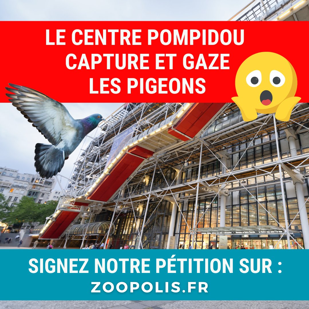 paz_zoopolis's tweet photo. 🔴PAZ révèle que le @CentrePompidou #Paris @Bpi_Pompidou commandite le gazage des #pigeons. 

✊Mobilisons-nous pour que #Beaubourg cesse cette cruauté !

🖊️PÉTITION adressée à @JulieNarbey, à signer et à diffuser :
➡️ https://t.co/Uje1SafnIN https://t.co/OLQtQndBZ6