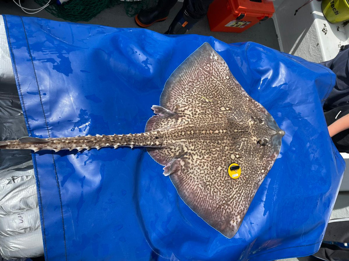 📢 Exciting news!!!! 🎉

The #AnglingforSustainability project has had it's first recapture and release of a tagged Thornback Ray in the Solent! 🎣🦈🐟

This ray was tagged by the team in August and recaptured & released by a commercial netter in October! 

 #AcousticTelemetry