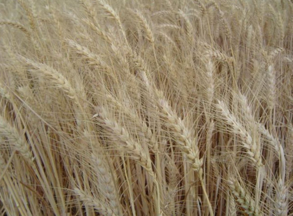 nexta_tv's tweet photo. The Russian Ministry of Agriculture has proposed to ban the export of durum wheat from the Russian Federation from December 1, 2023 to May 31, 2024.

Still according to plan!