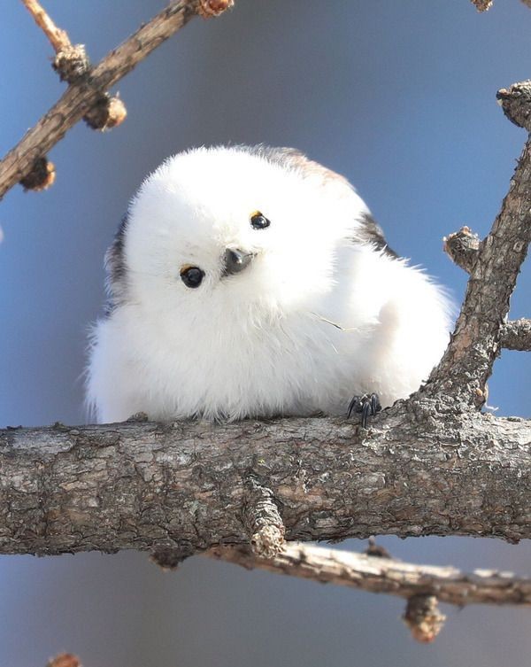 Image 147 - Animals ,  Bird ,  White . 

.