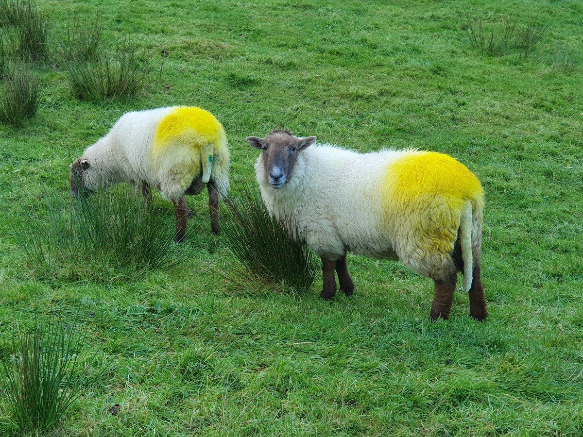 The tups are in. This one clearly doing his job... think I may have overdone the raddle but I definitely only put it on his brisket....