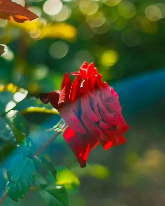 SerrKerrLee's tweet photo. 🌹❣️ https://t.co/p4TBs3MUWv