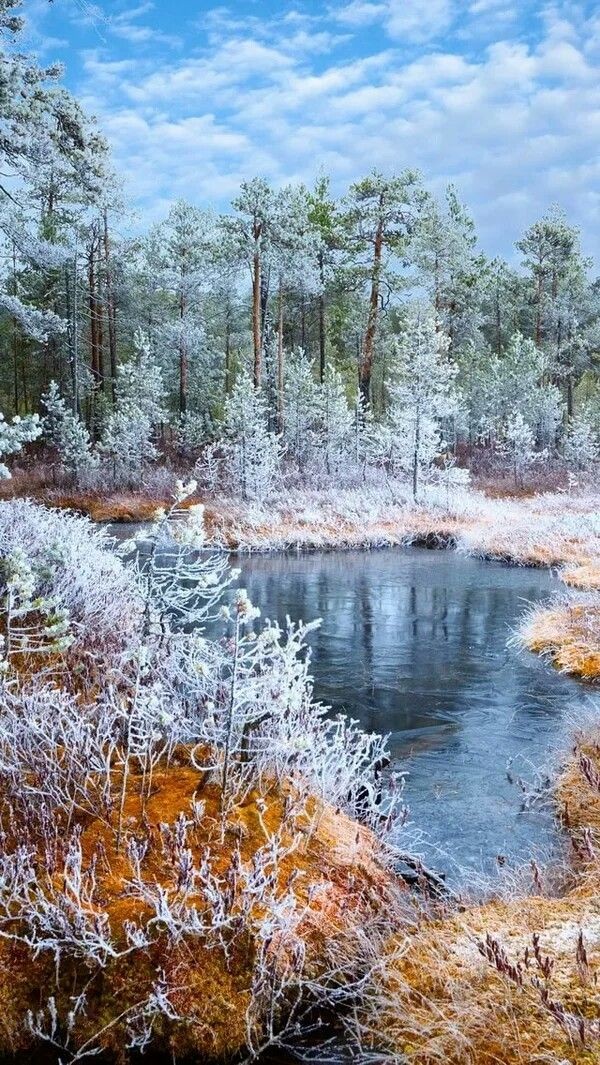 Image 149  - Landscape , Winter , River ,  Trees . 

.