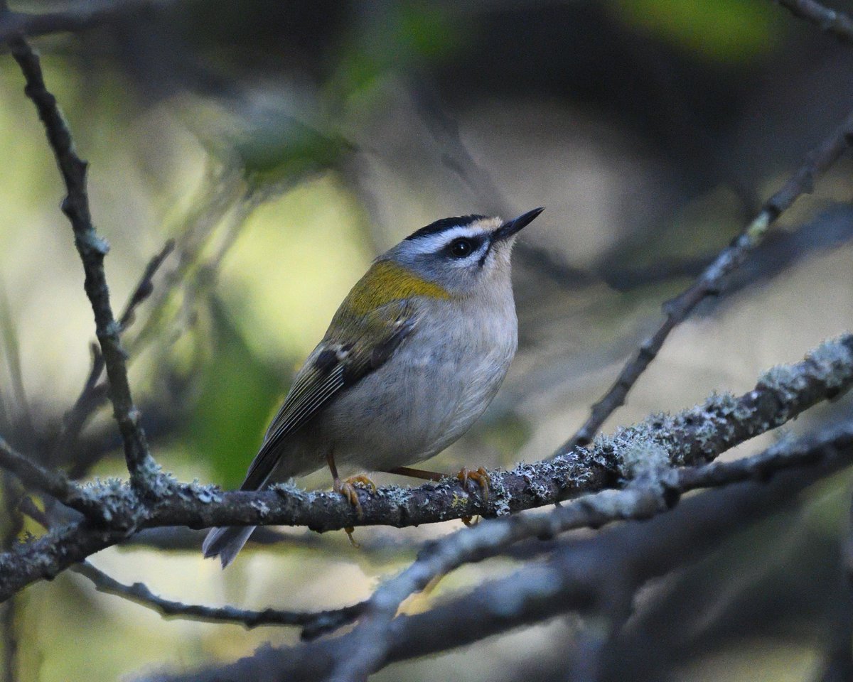 JoKingDevon's tweet photo. Great views of a pair of noisey #Firecrests chasing around beside #ShuttertonBrook #Dawlish #Devon today, a few metres further on and another one was seen briefly https://t.co/ZaaPYKJsuF