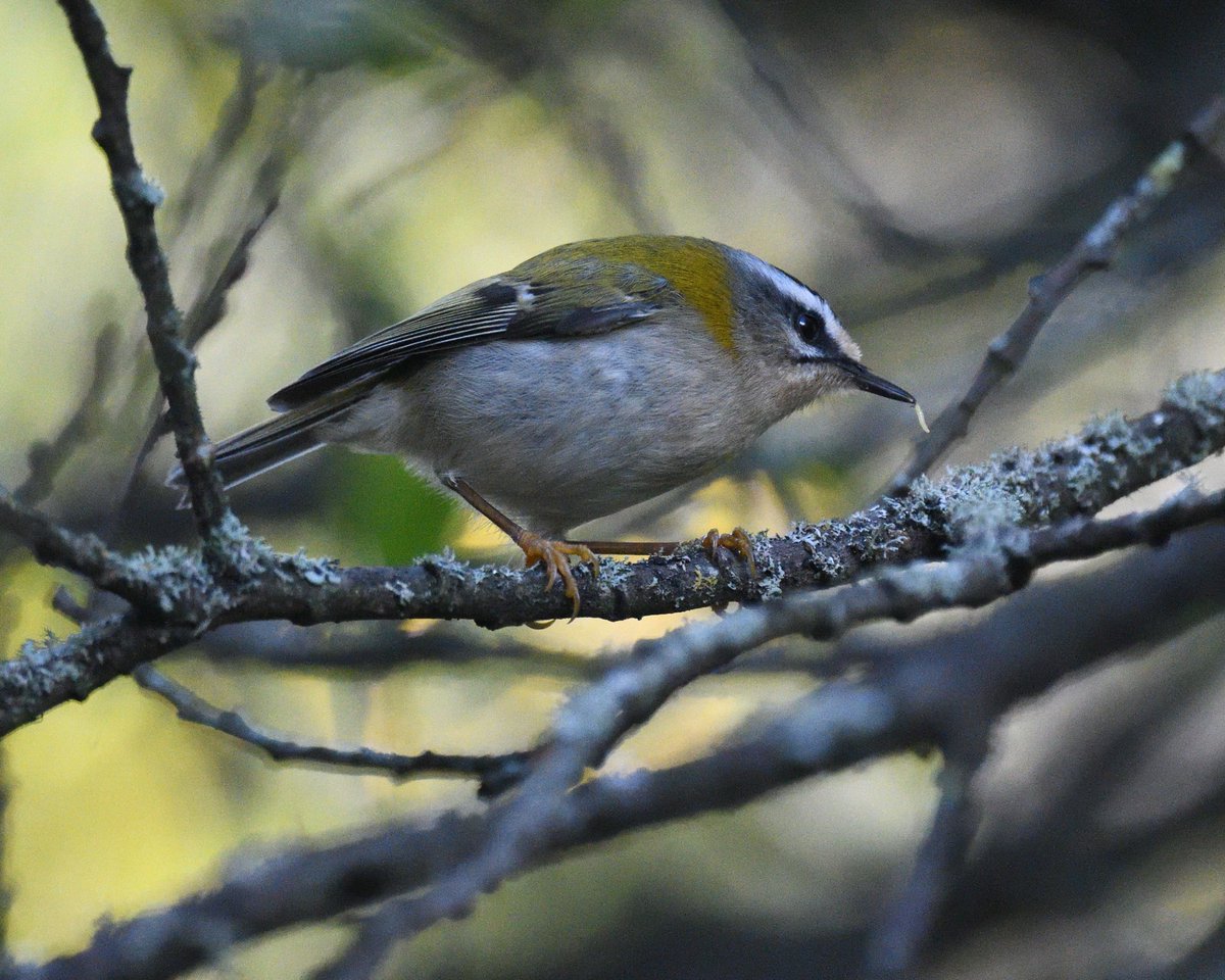 JoKingDevon's tweet photo. Great views of a pair of noisey #Firecrests chasing around beside #ShuttertonBrook #Dawlish #Devon today, a few metres further on and another one was seen briefly https://t.co/ZaaPYKJsuF