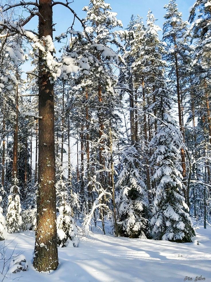 Image 150 - Landscape , Winter ,  Forest . 

.