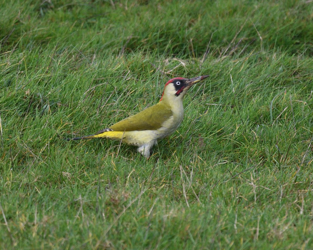 JoKingDevon's tweet photo. Pair of #GreenWoodpeckers feeding on #PowderhamCastleEstate #Devon today https://t.co/g5m5ZBRTim