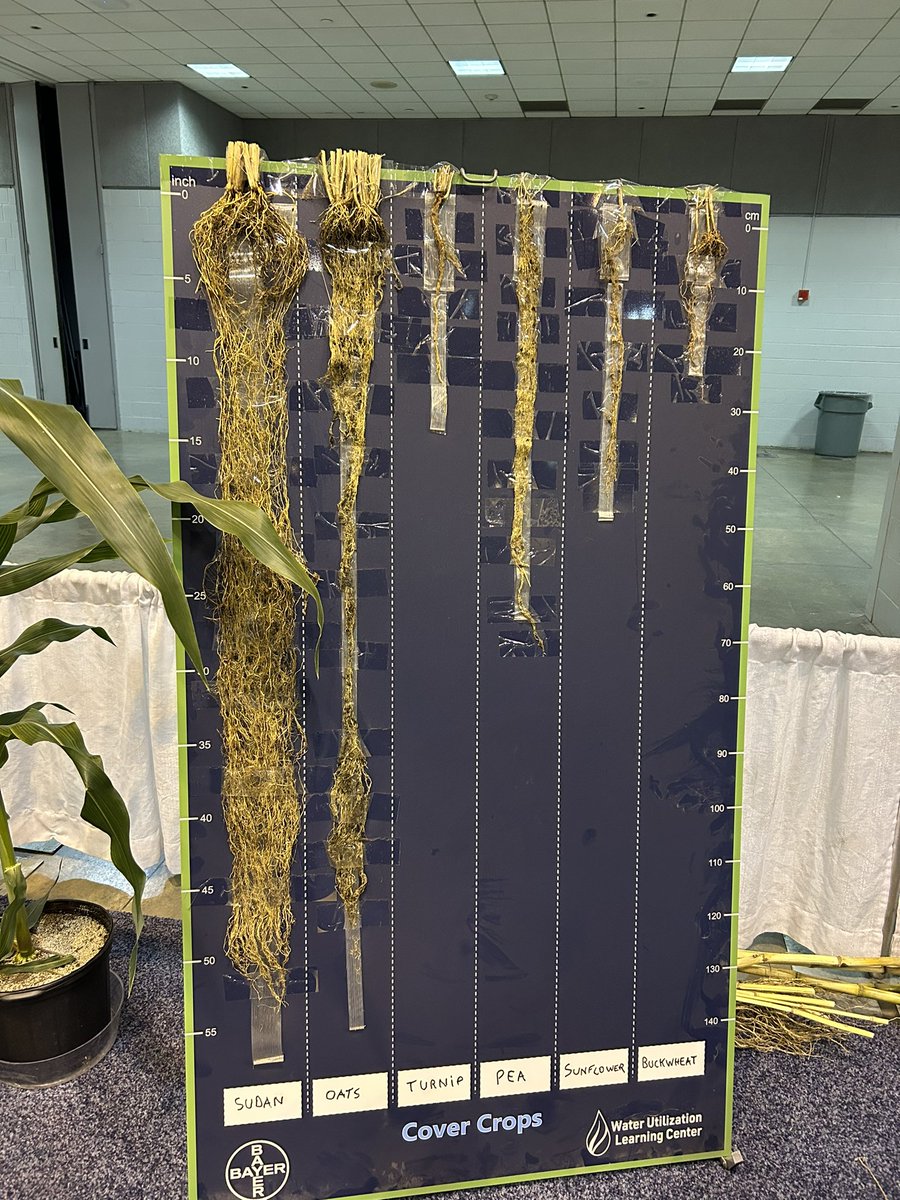 I am at the Agronomy society meetings this week and this has been my most exciting find. Look at the root system from sudangrass!  50 inches!