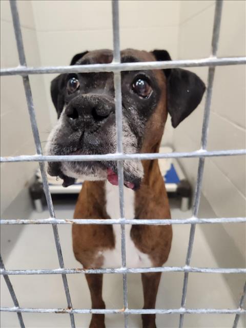 PetfindToronto's tweet image. #ELMCREST #RATHBURN #Pls RT2unite #FOUND #DOG- 30-Oct-23 #Toronto Animal Services A963310 #NORTH 416-338-8723  BRN BRINDLE #BOXER M/8Yr