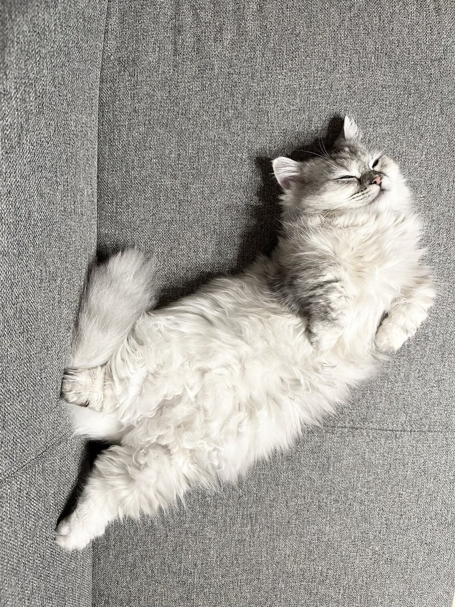 amamdayoo's tweet photo. 寝相悪すぎる😪
#猫 #cat #ミヌエット #猫がいる暮らし #猫写真 #猫好き #あむあむ https://t.co/w8to5nDjc9
